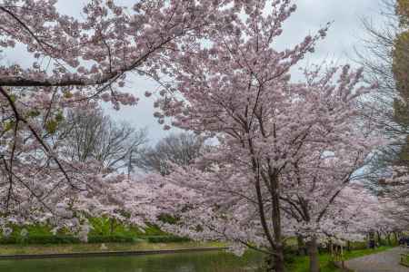 伏見の濠川沿いの桜