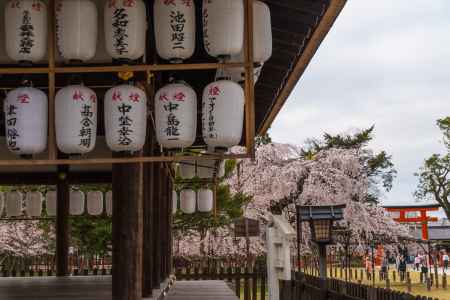 上賀茂神社の御所舎、御所桜、鳥居