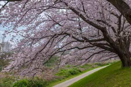 背割堤の桜を見上げる