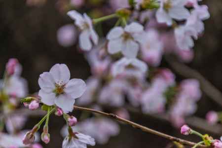 背割堤の桜の花