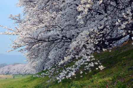 夜明けの背割堤と桜