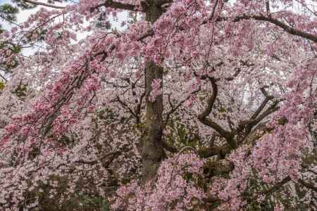 京都御苑の桜、その６