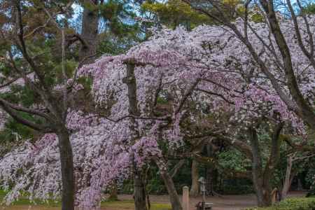 京都御苑の桜、その１０