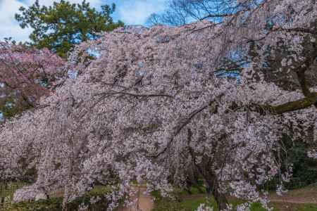京都御苑の桜、その１４