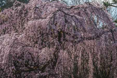 京都御苑の桜、その１６