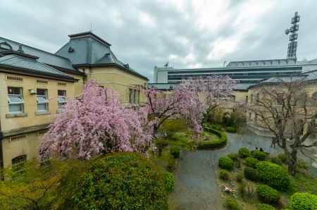 京都府庁旧本館中庭の全景、桜の季節