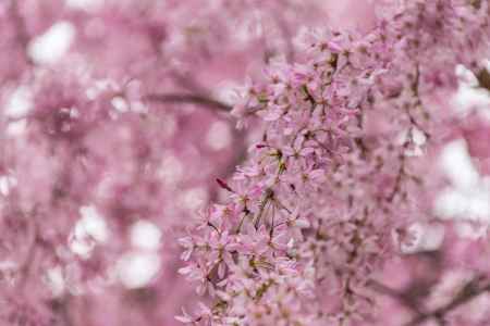 京都府庁旧本館、中庭の枝垂桜に超・接近遭遇
