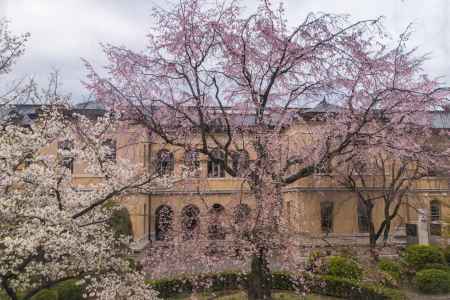 京都府庁旧本館、中庭の主役