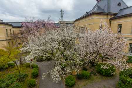 京都府庁旧本館、二階から容保桜を見渡す