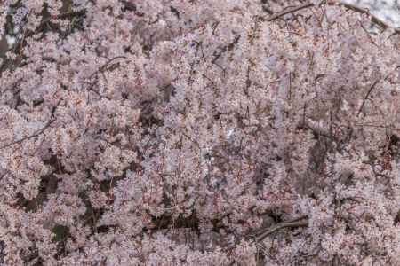 京都御苑の桜、満開を迎えた糸桜