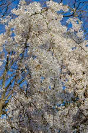 京都御苑の桜、青空に一際映える白桜