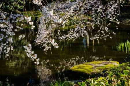 京都御苑の桜、近衛邸跡の池の畔で