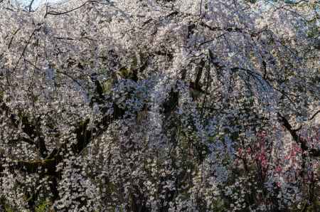 京都御苑の桜、光り輝く桜