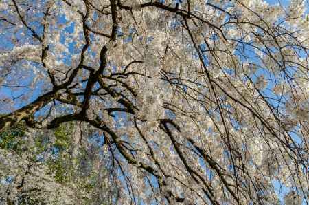 京都御苑の桜、桜の滝