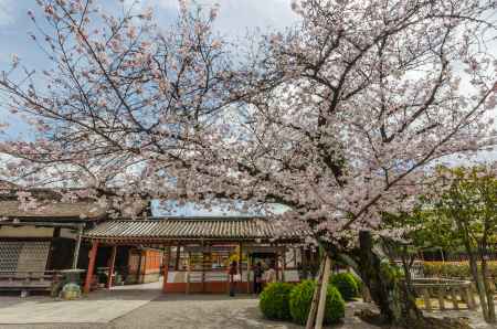 御影堂と桜