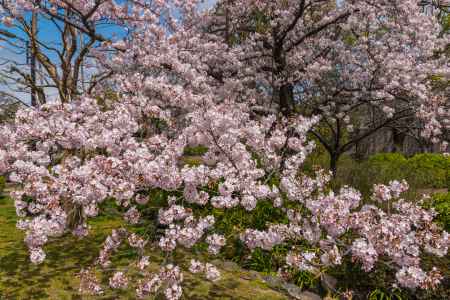 池泉回遊式庭園を歩く