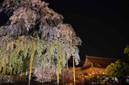 夜の東寺をもう一枚