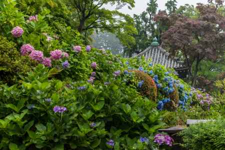 雨の善峯寺、護摩堂近くの紫陽花