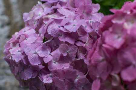 雨の善峯寺、赤紫の紫陽花