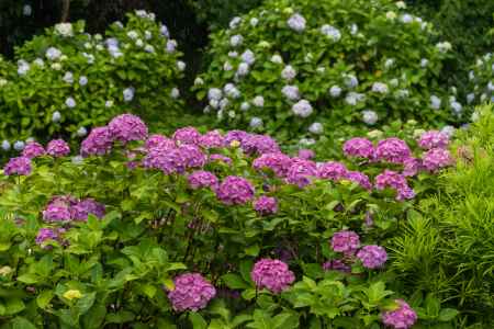 雨の善峯寺、あじさい苑で紅白揃い咲き