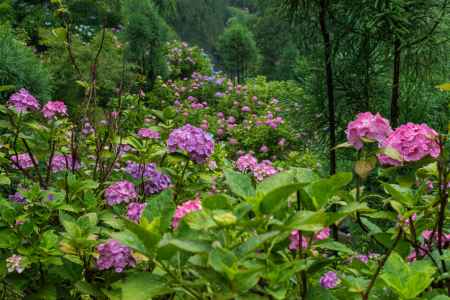 雨の善峯寺、あじさい苑の紫陽花はまだまだ