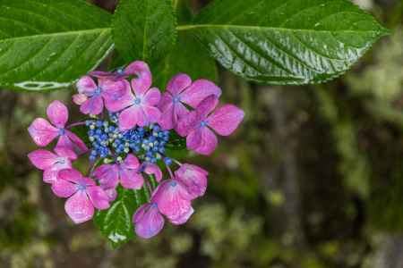 雨の善峯寺、赤紫の額紫陽花