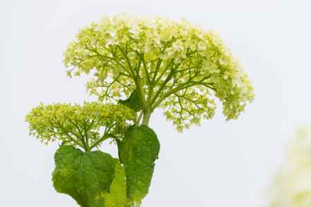 雨の善峯寺、白い紫陽花