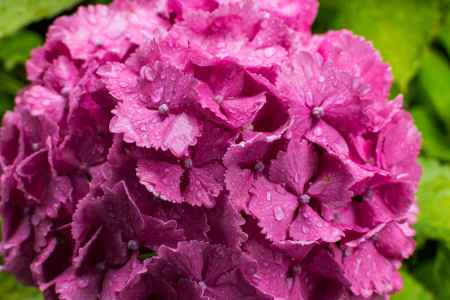 雨の善峯寺、赤い紫陽花