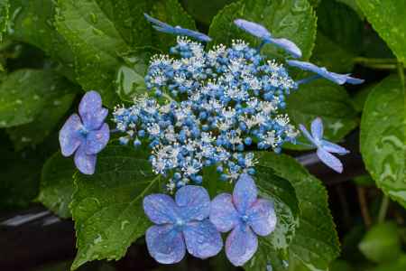 雨の善峯寺、額紫陽花の花は王冠のように