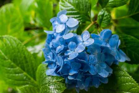 雨の善峯寺、青一色のホンアジサイ