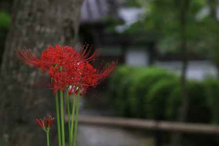 真如堂 曼珠沙華