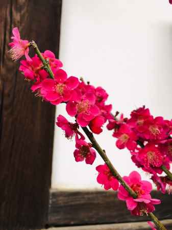随心院　梅鮮やかに