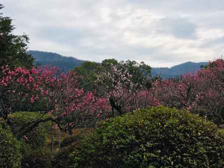 随心院　梅から山を眺める
