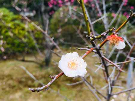随心院　白梅