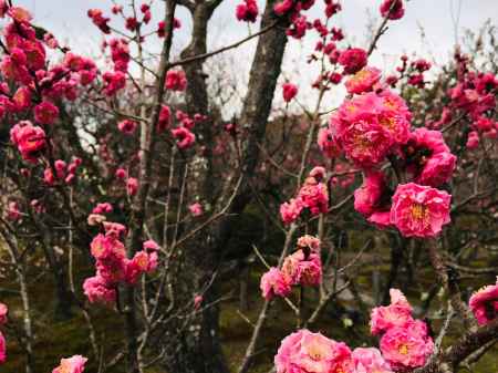 随心院　咲き切る前に