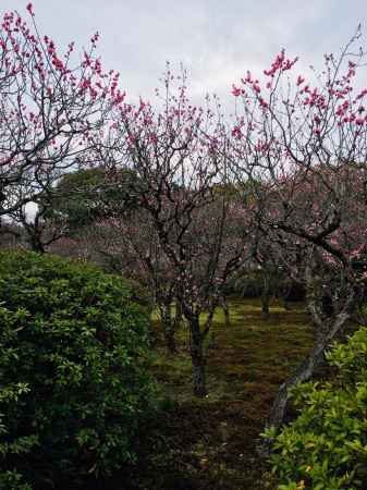 随心院　高く咲く梅