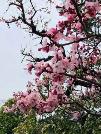 名勝　小野梅園