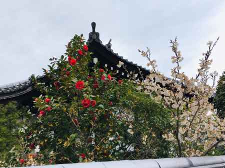 随心院　椿と梅