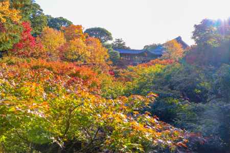 東福寺　広がる紅葉