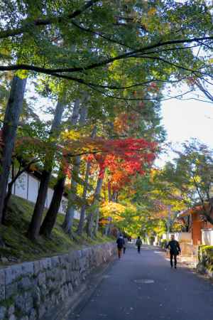 東福寺　カエデが続く道