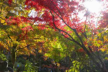 東福寺　秋の日差し
