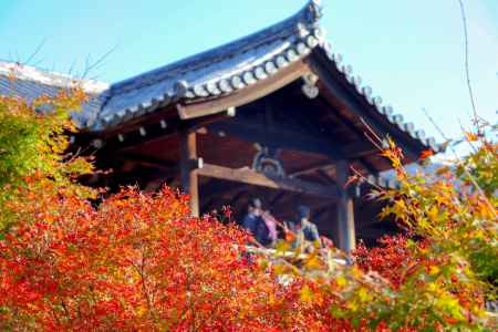東福寺　橋を望む