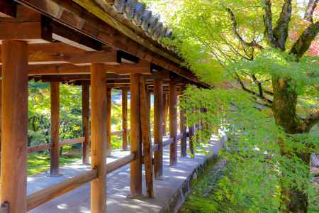 東福寺　色付く準備