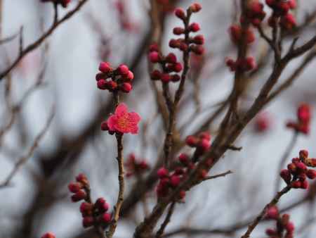 京都御苑、早咲きの梅