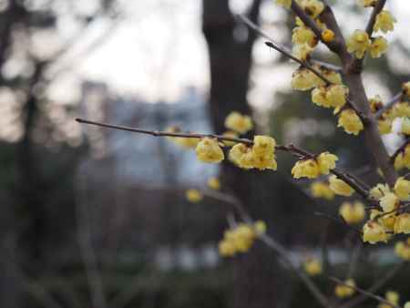 京都御苑、蠟梅