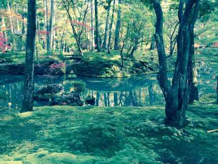 2014 11/21  初めての苔寺