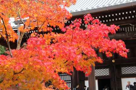 紅葉の永観堂　⑧