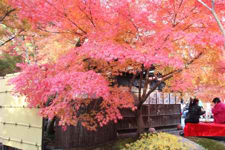 紅葉の永観堂　⑰