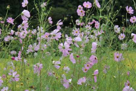 自然豊かな大原の里　⑦