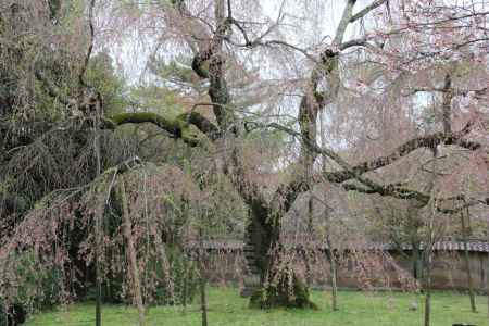 醍醐寺の桜　③